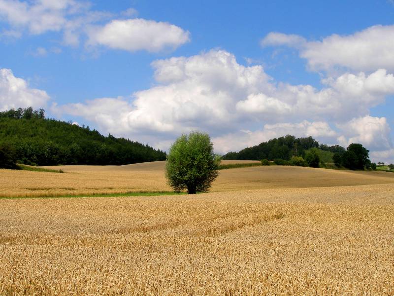 Zur Großansicht